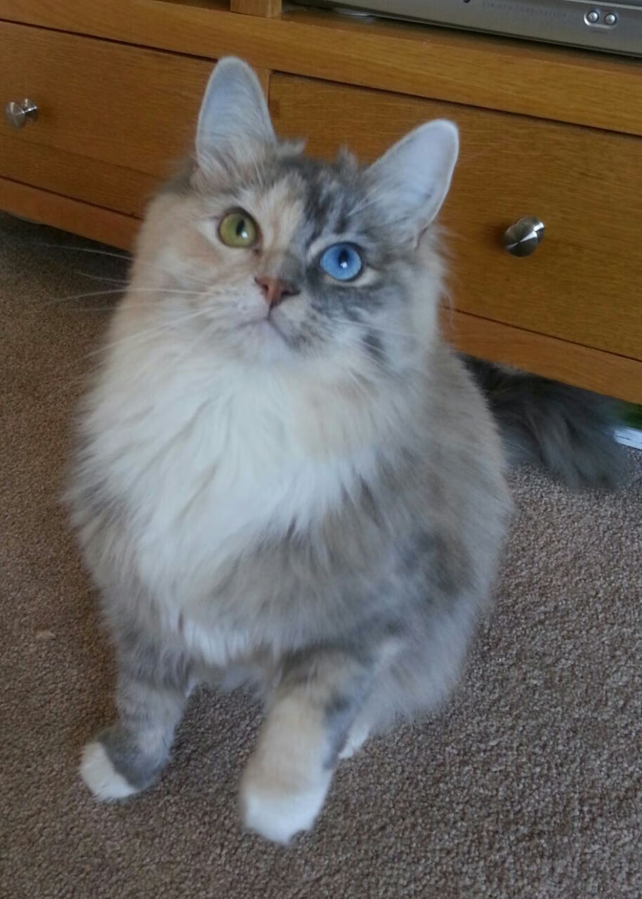 埃及赛制解析：从国内赛事到国际平台的过渡，埃及联赛ds