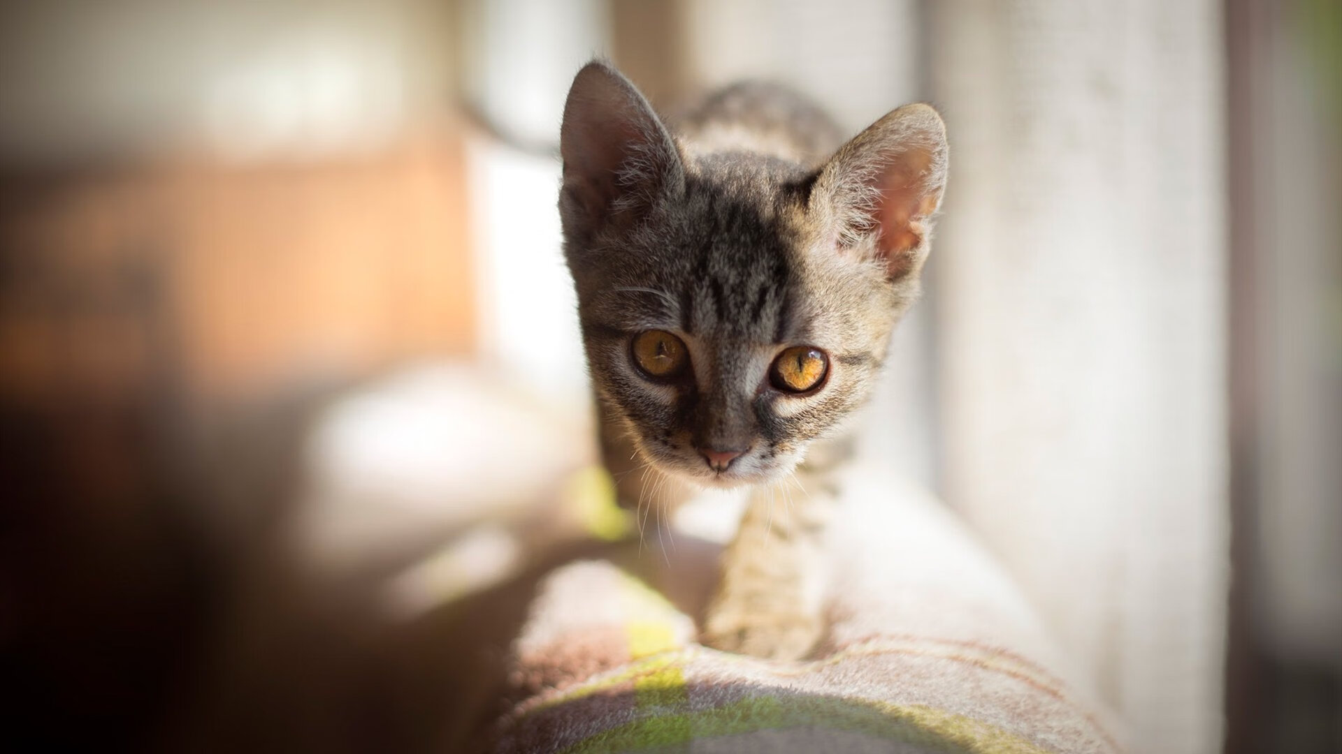 开云体育app-高水平选手划幅平均值公布，高水平的画