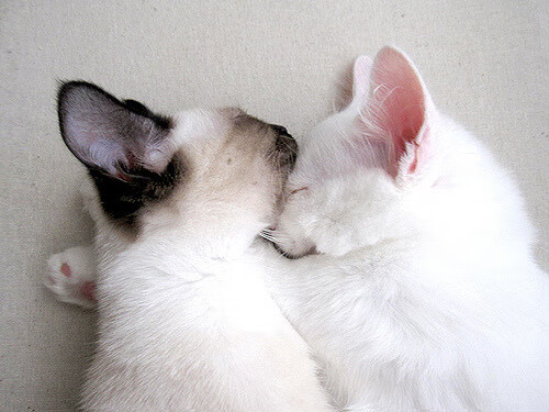 开云在线登入-“费尔南多·比亚尔巴：阿根廷美洲狮队不可替代的进攻引擎”