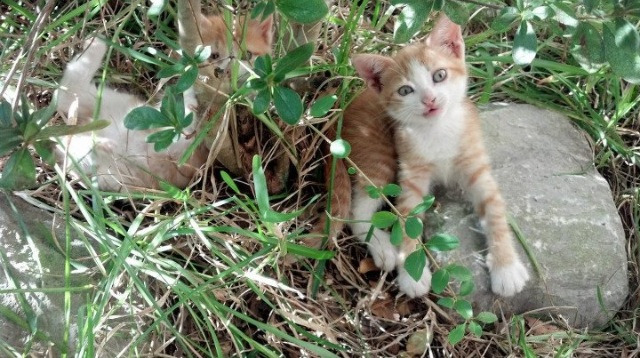 中国足球探索主客场球迷互访机制增进理解与友好，足球客队球迷区是哪里