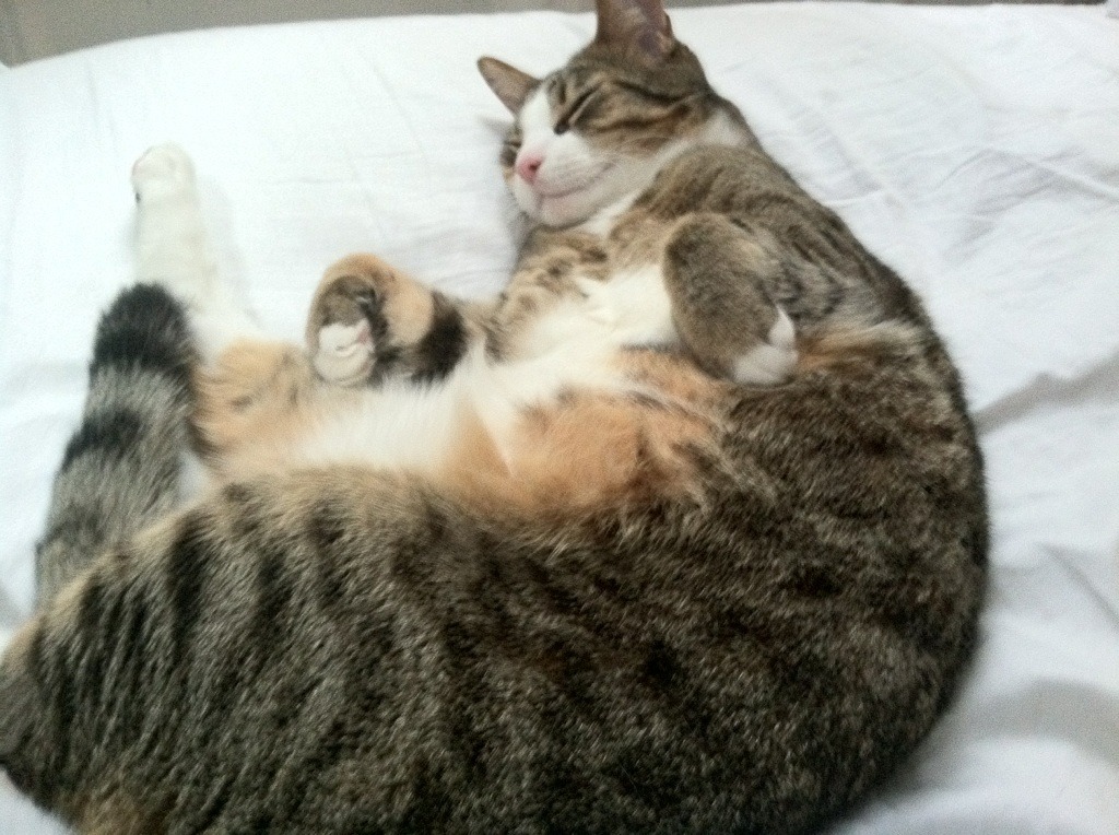 希腊女篮在欧洲锦标赛中再战群雄，争取最强荣耀，希腊女子篮球超级联赛ds