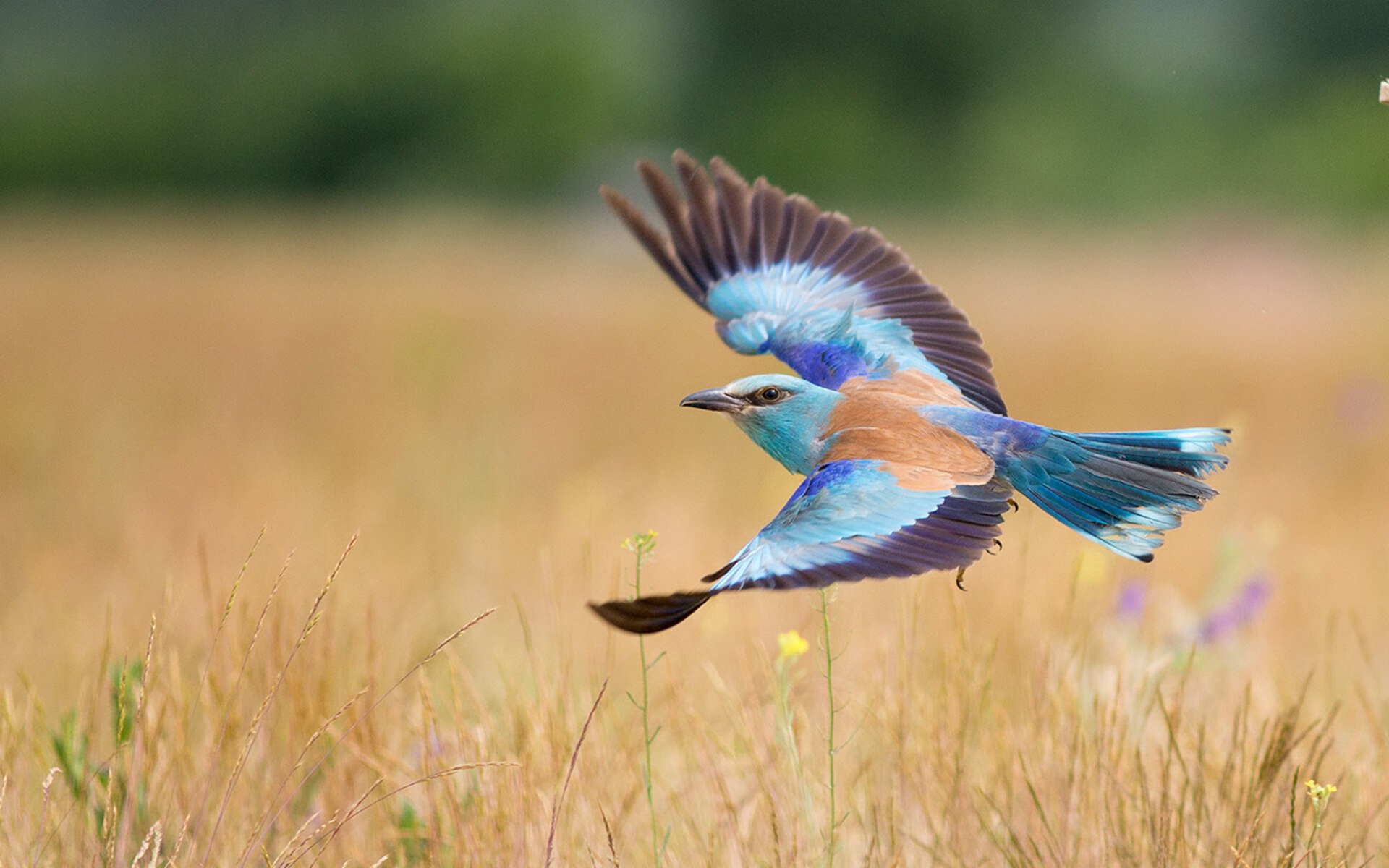 开云体育官网app-德式耐力风格 梅尔滕斯再受认可，德利斯·梅尔滕斯实况手游