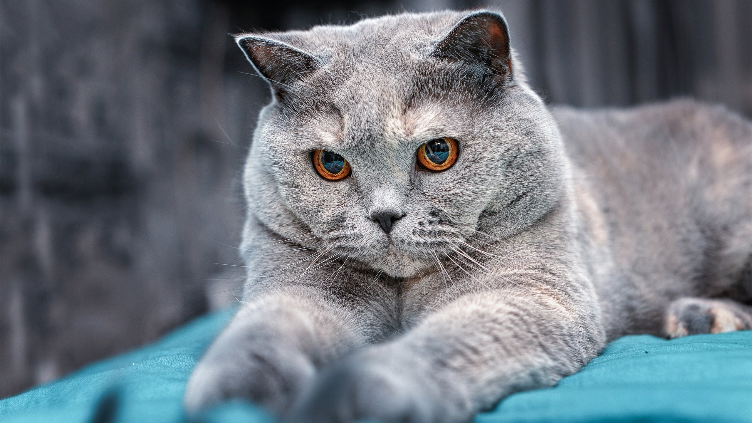 法甲未来之星：新秀演绎未来足球！，法甲推荐预测