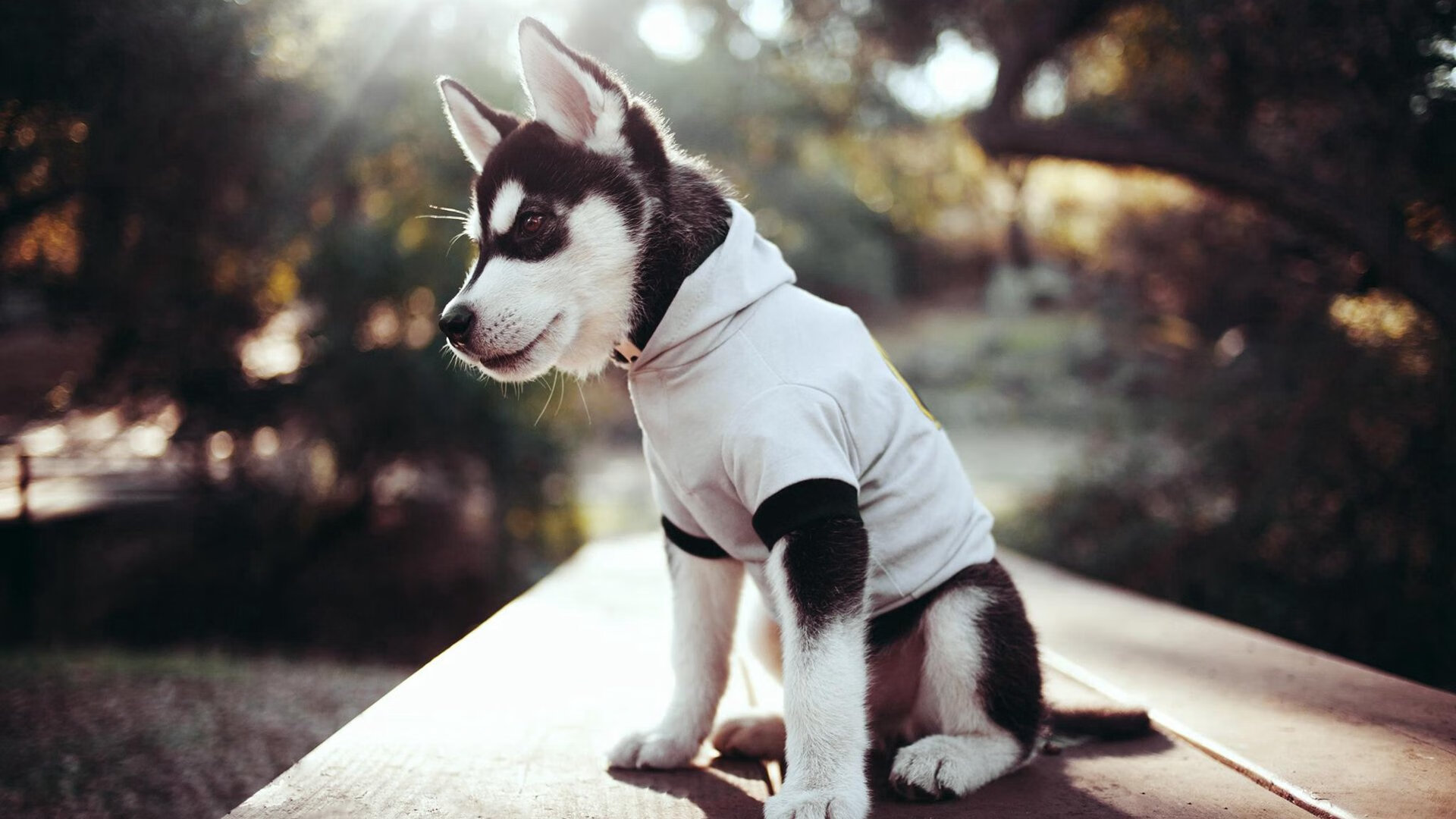 开云体育app官网-自由泳接力波兰表现出色，自由泳接力全程