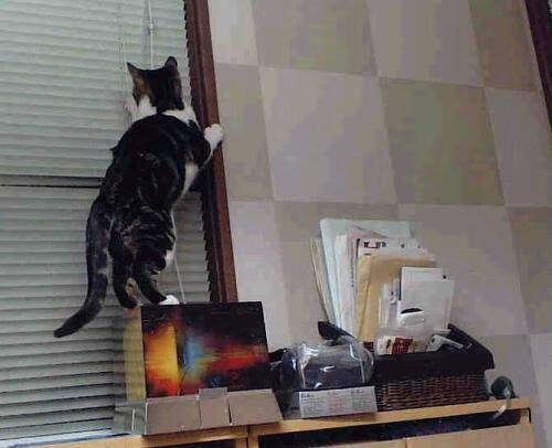 开云体育app下载-Kim 防守硬度赢得对手尊重，防守硬汉